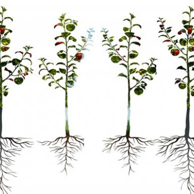 苹果树和树根的插图
