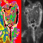 土壤有机质图像