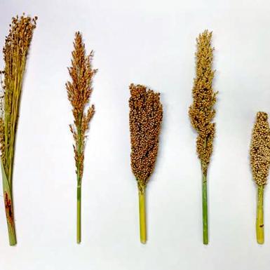 五个不同的高粱品种排列在一起