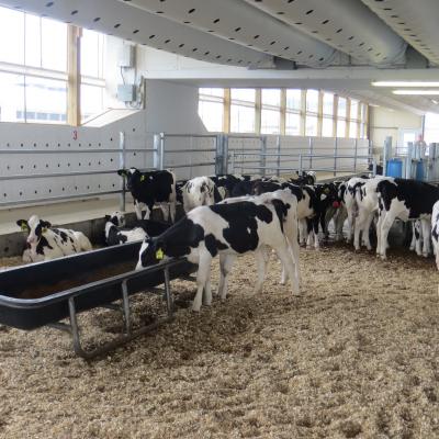 小牛棚里的小牛崽，靠近食槽