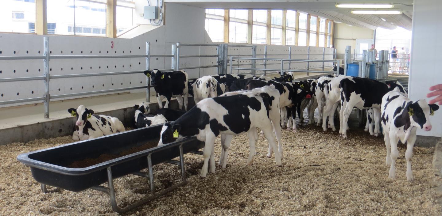 小牛棚里的小牛崽，靠近食槽