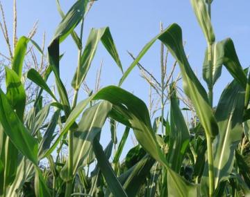 玉米在天空的映衬下生长