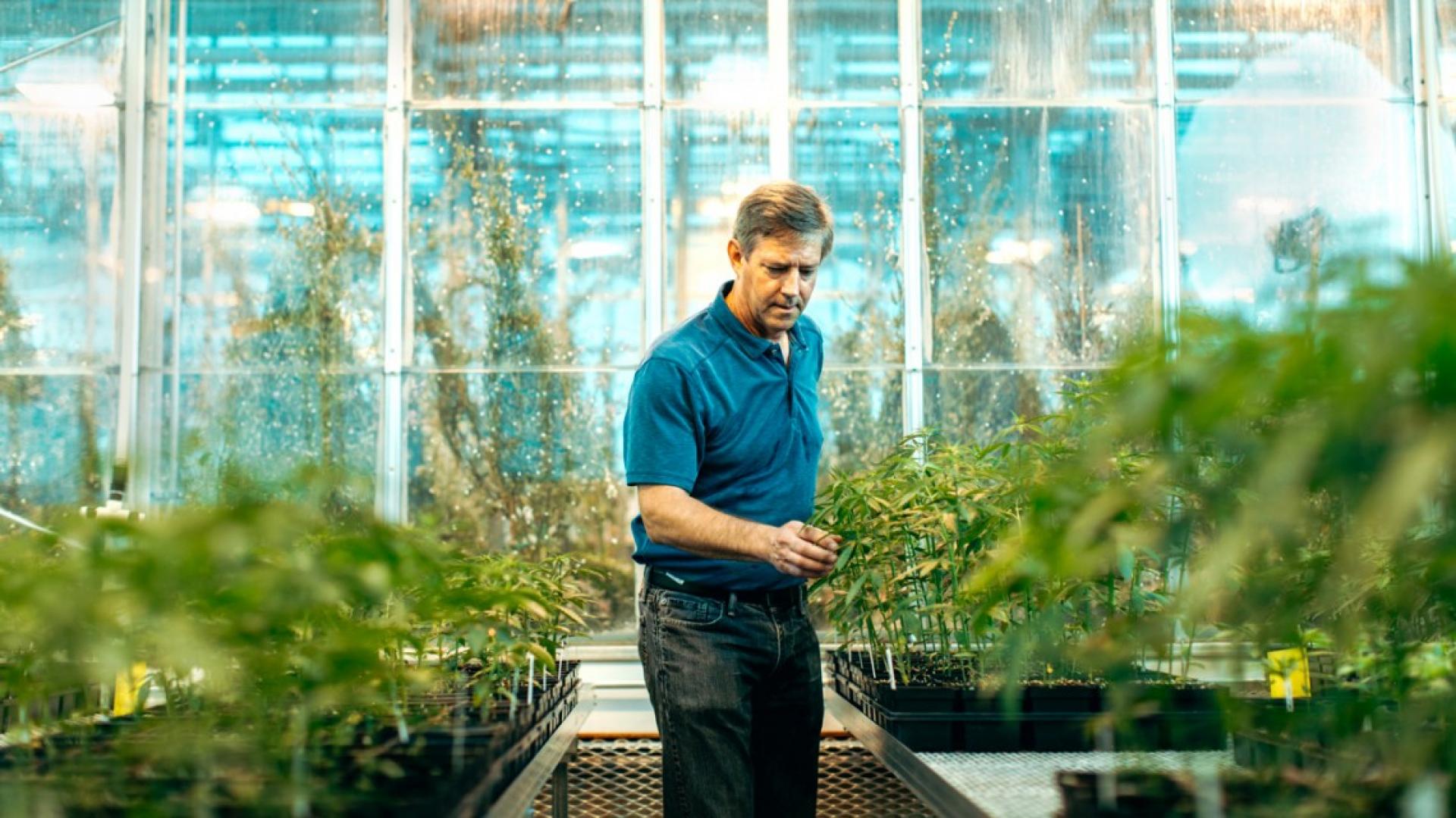 一个人站在温室里检查植物