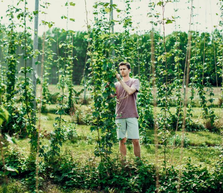 啤酒花在领域。