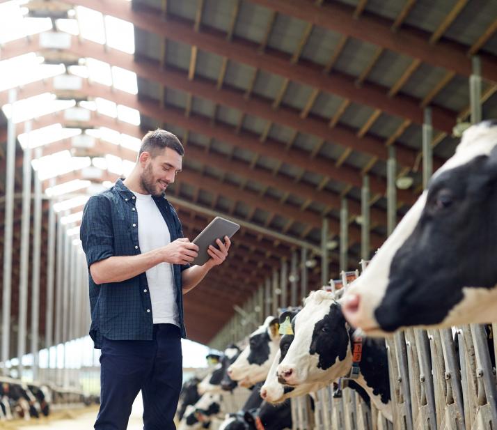 一个拿着写字板的男人站在一排奶牛前