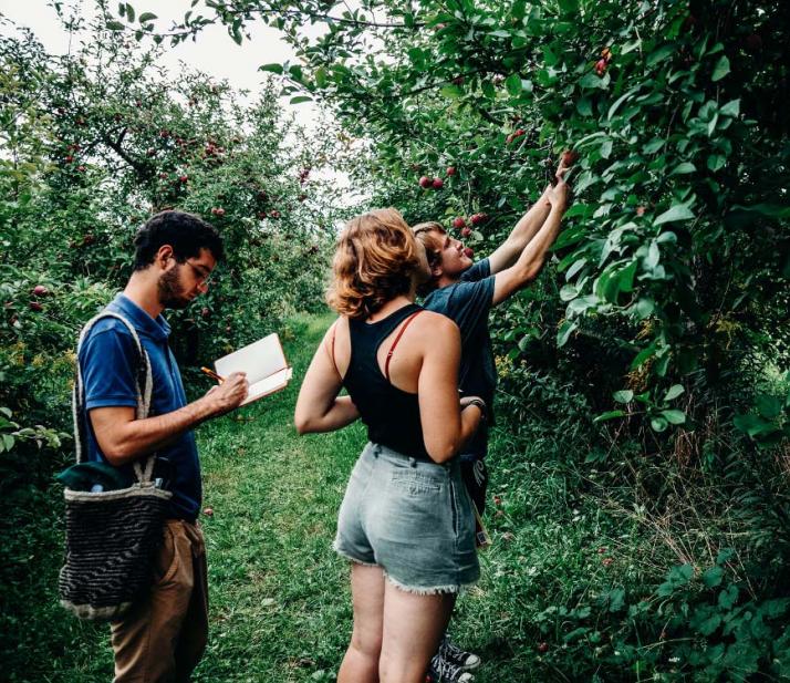 拍摄苹果的三名学生在果树园