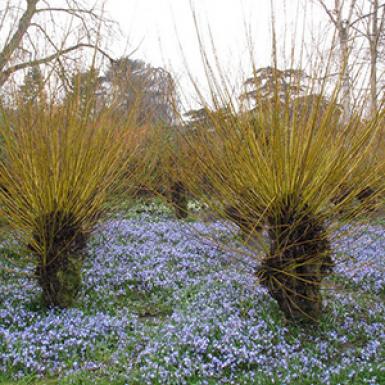 Coppicing.