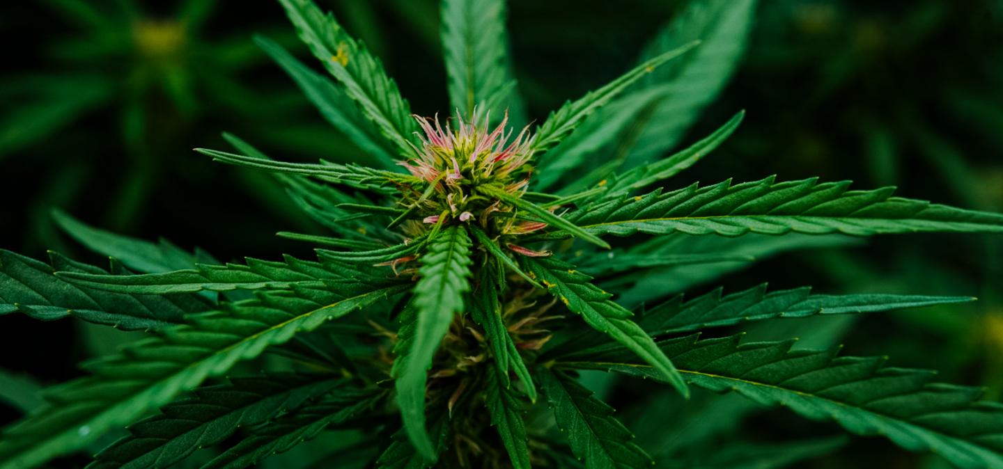 绿色植物