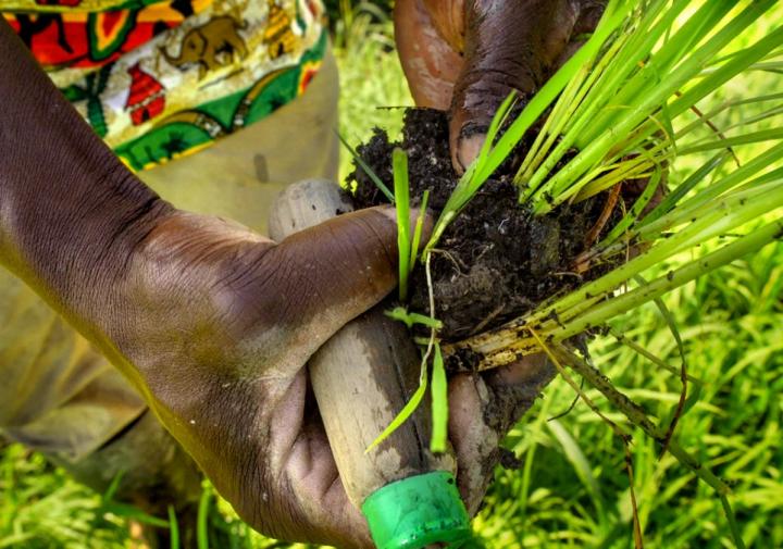 拿着米和园艺工具的两只手