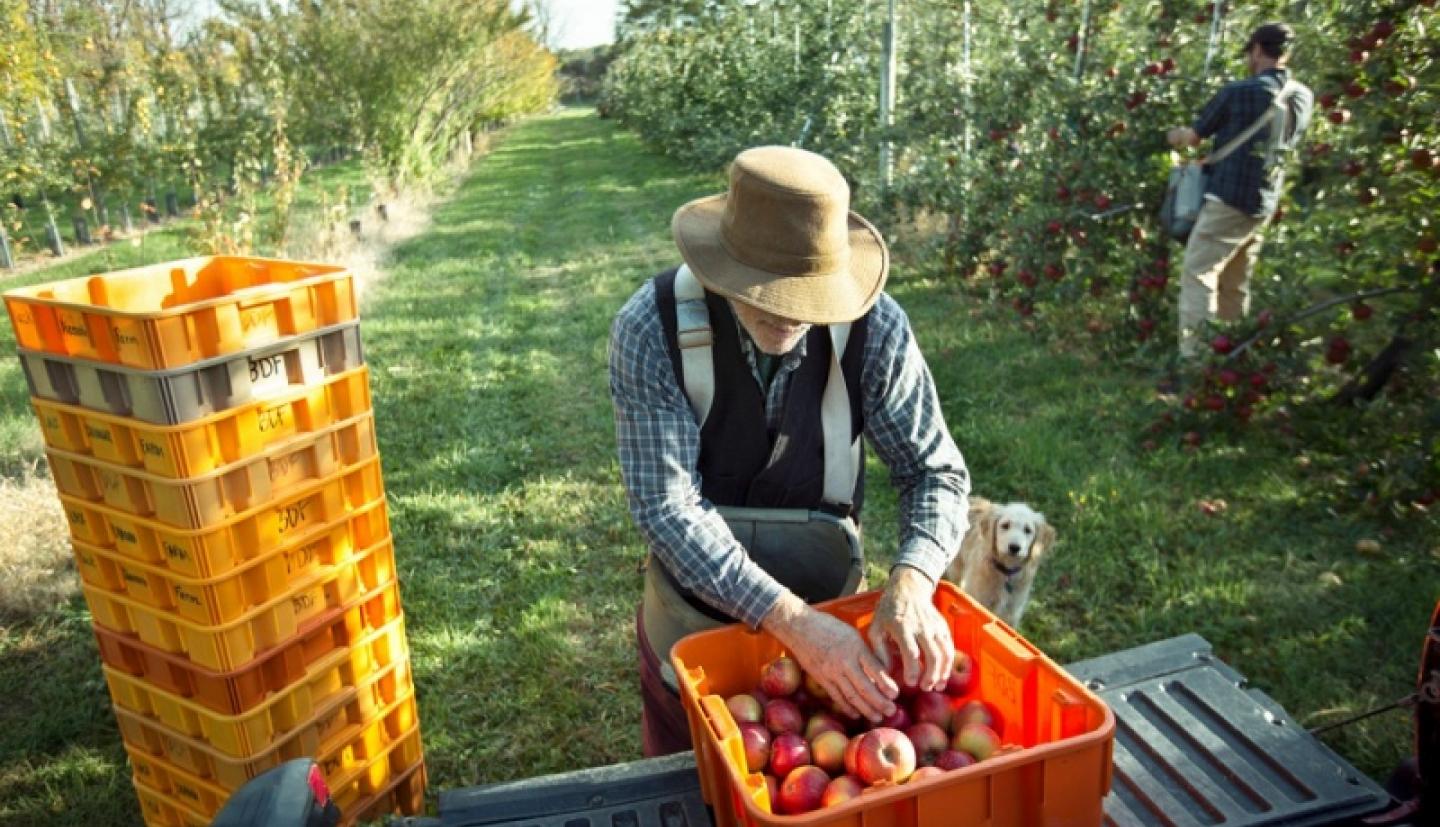 有苹果板条箱的苹果农夫