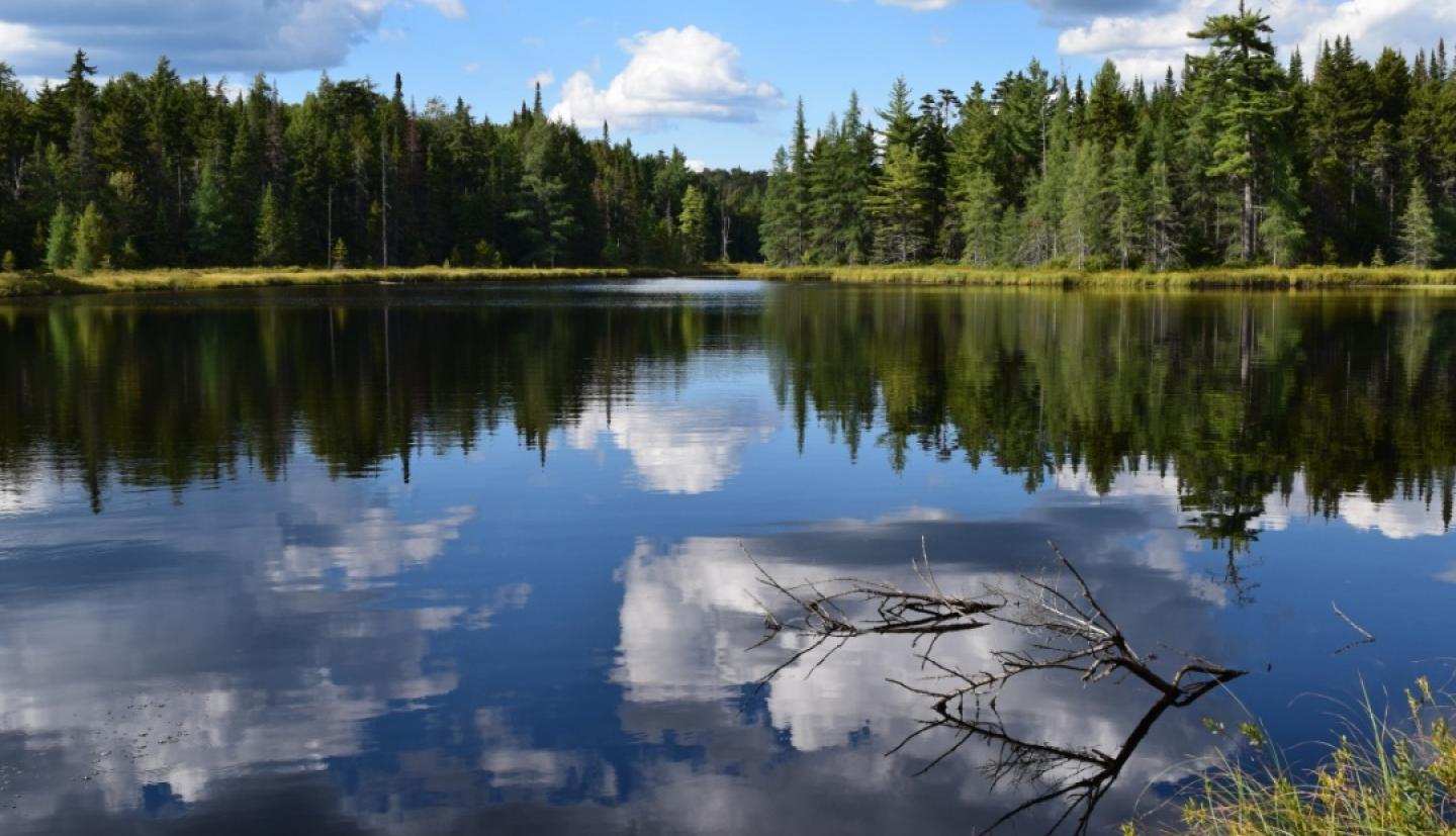 被森林包围的湖