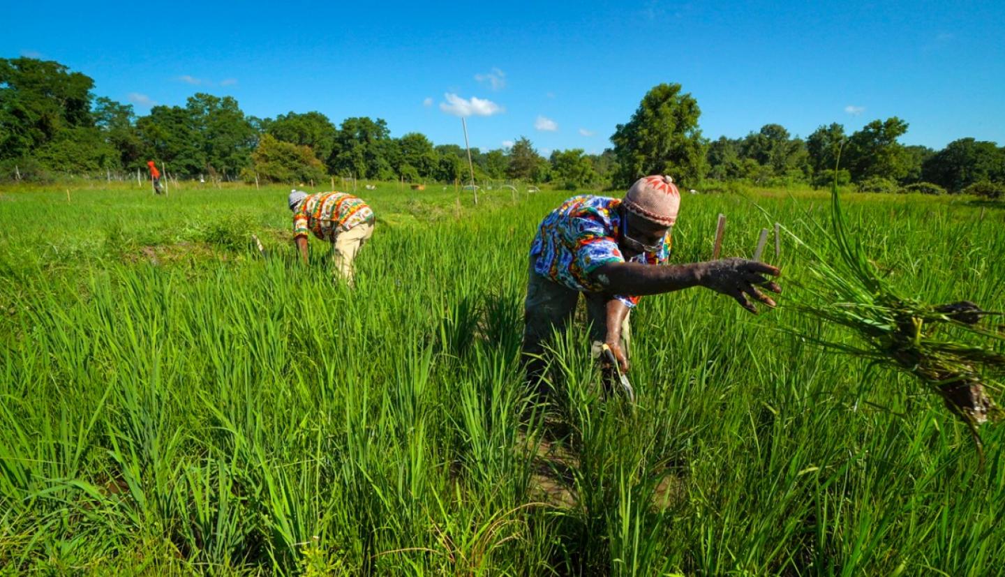 两名男性农民弯曲在米领域的工作