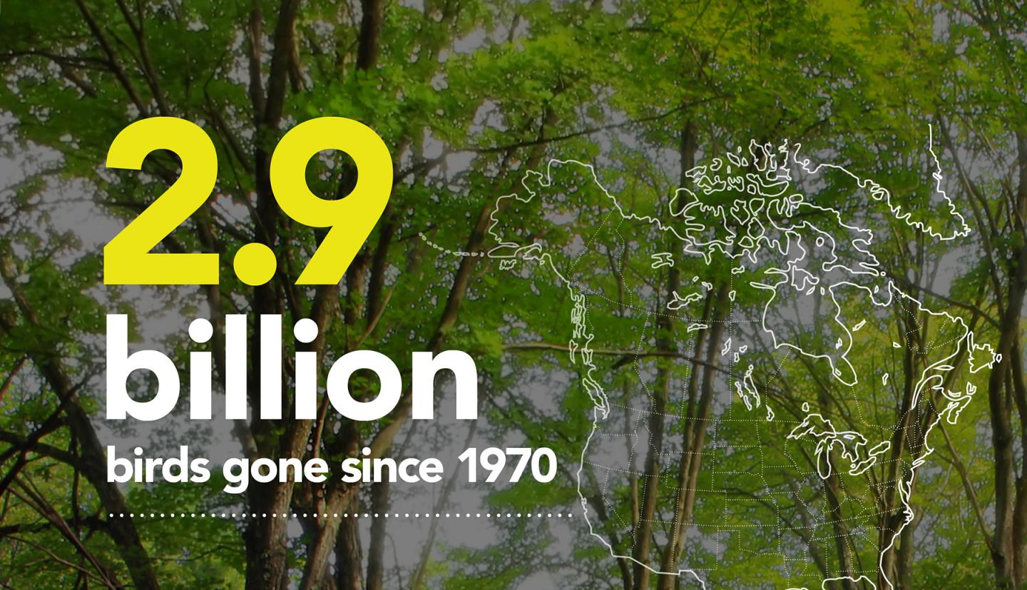 自1970年以来显示鸟类衰落的图表