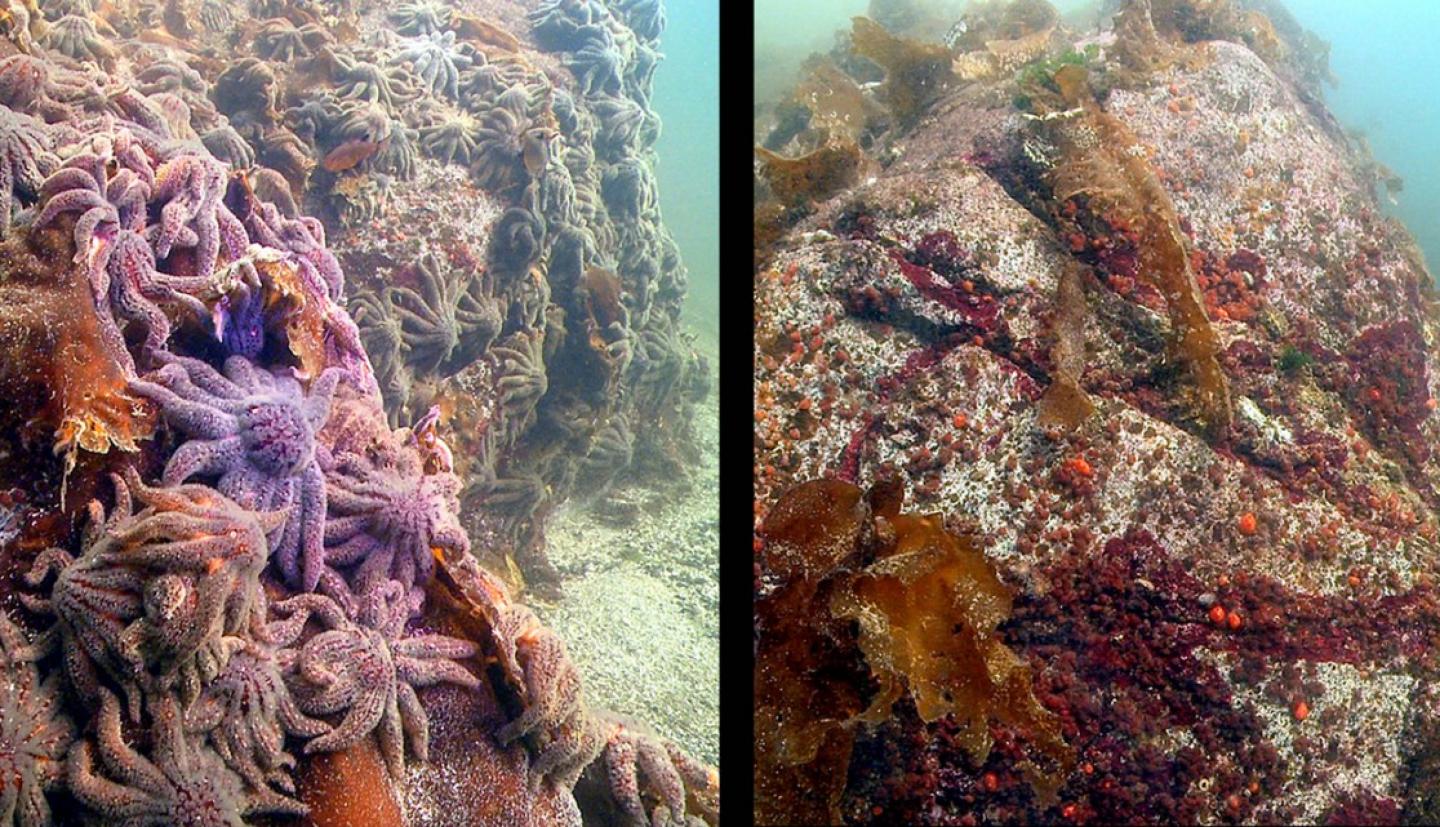 在左边，粉红色的海星在岩石上，在右边，同样的岩石与所有的海星都消失了