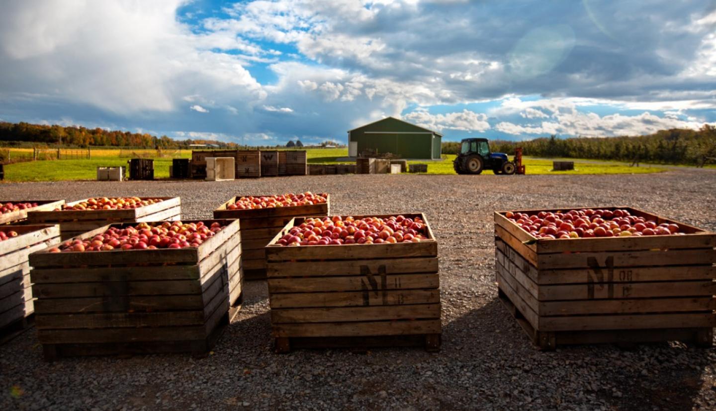 在田野中央的大木箱里装着苹果