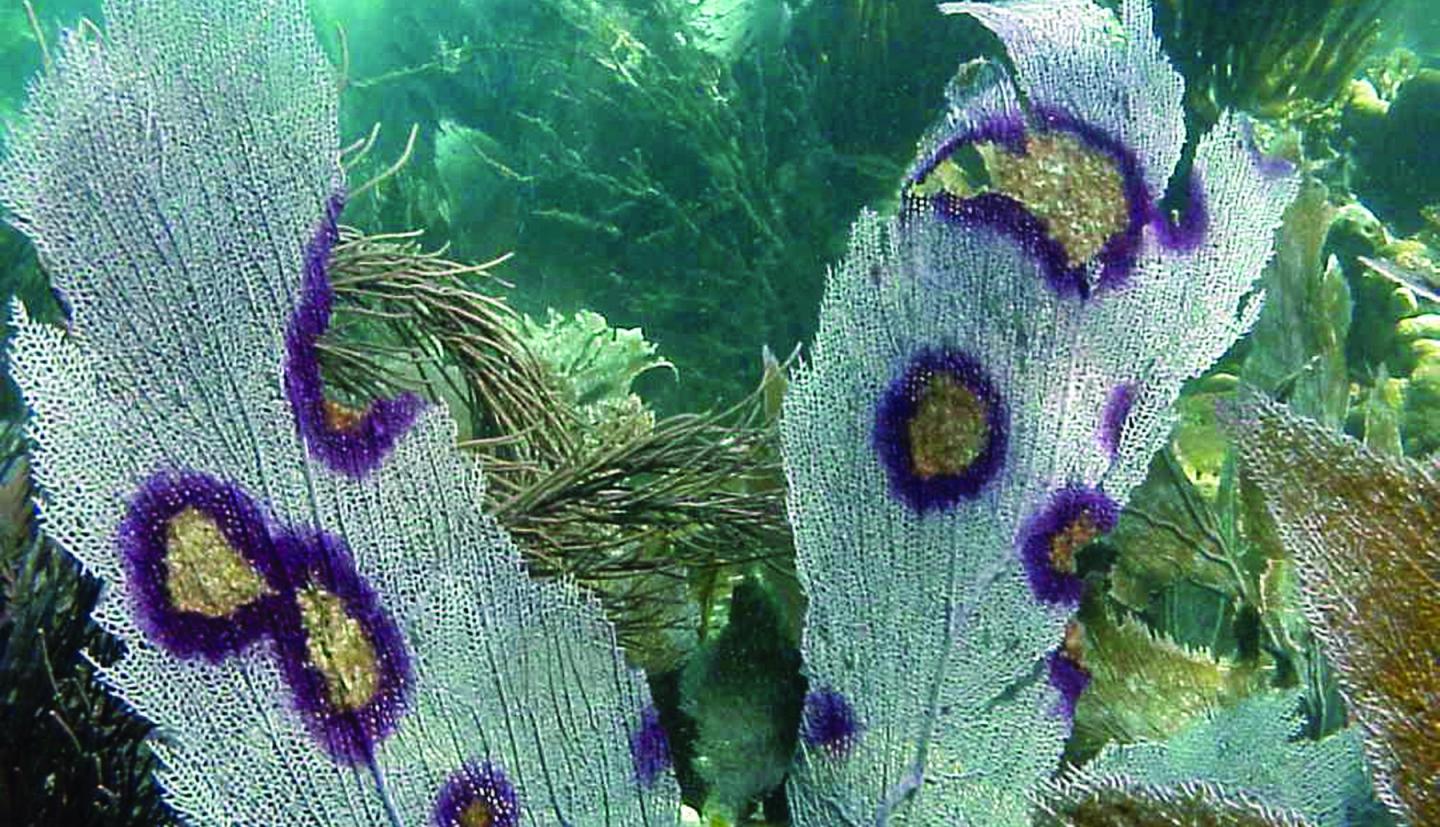 水下的绿色扇状海藻，扇面上长着紫色的环