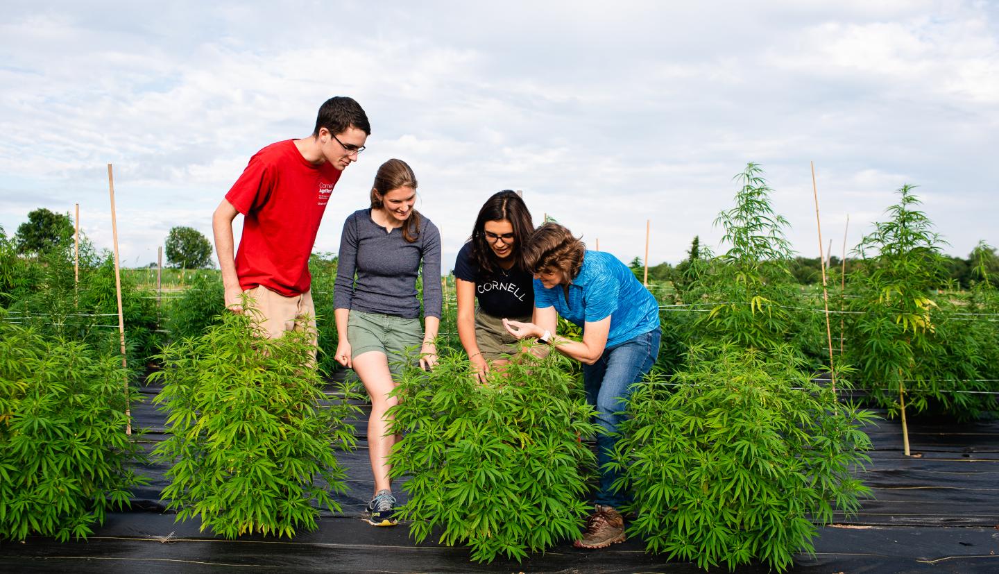 学生们拿着大麻叶子。