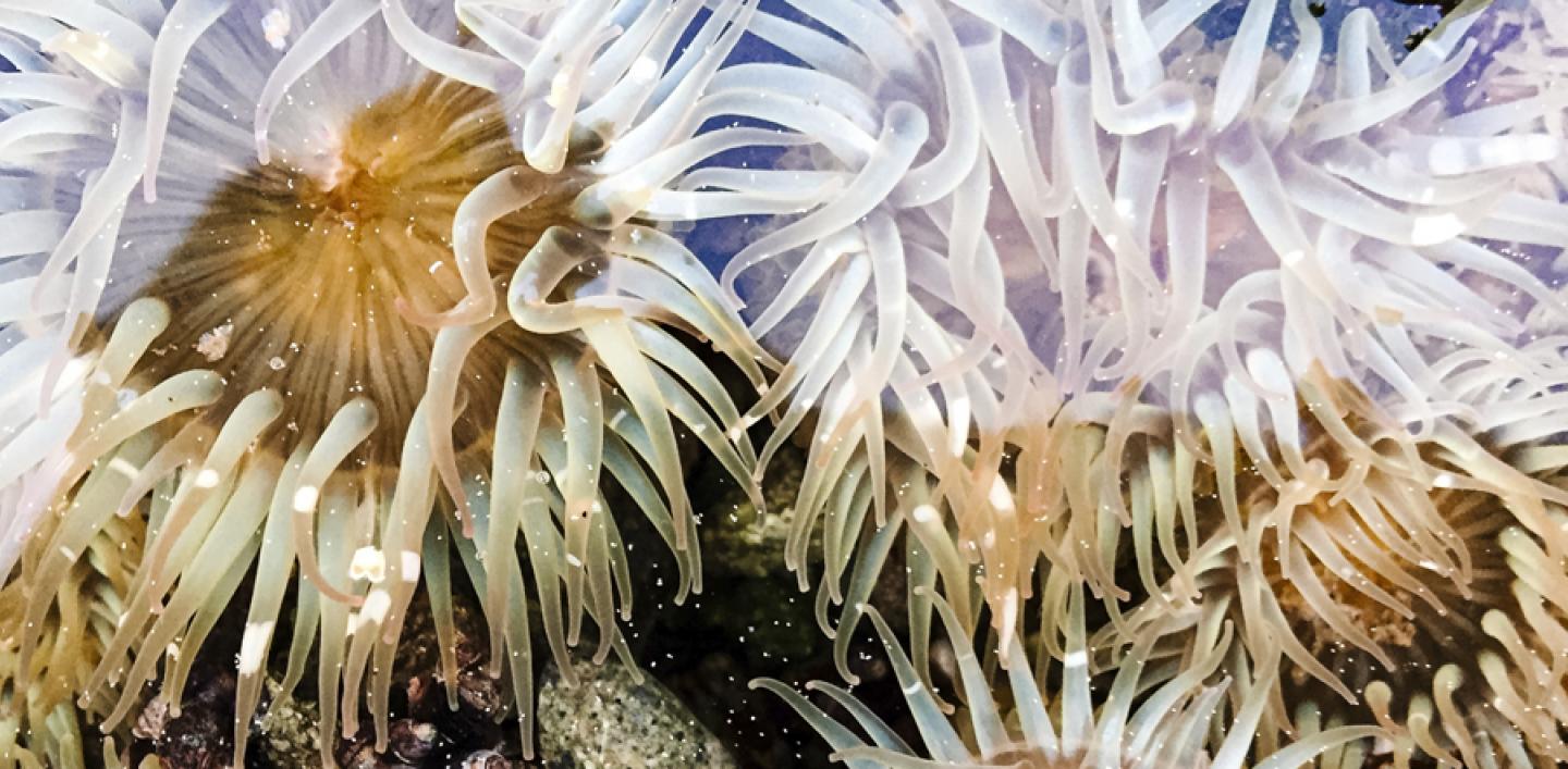 海葵